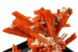 Bright Orange Crocoite Crystal Cluster - Tasmania #148511-3